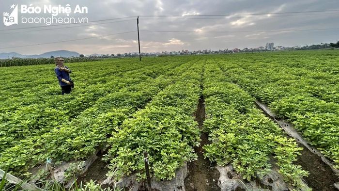 Đưa thương hiệu lạc sen Nghệ An lên tầm cao mới